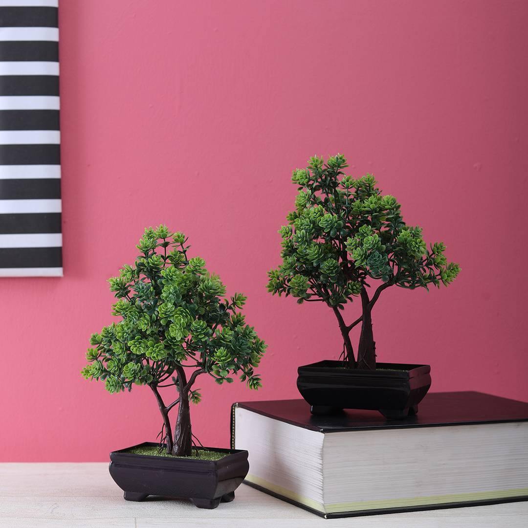 2 Trunk Bonsai Trees Combo with Flowery Green Leaves